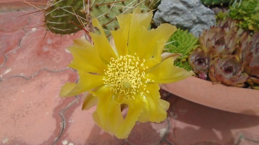 Opuntia phaeacantha - Primavara 2020