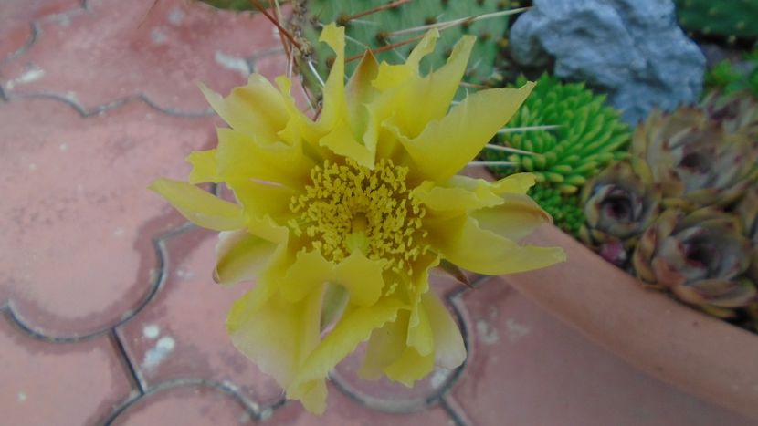 Opuntia phaeacantha - Primavara 2020