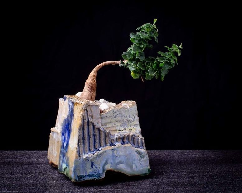 Pipyr Pottery: Corallocarpus bainesii - Vase - aranjamente - accesorii