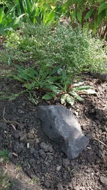 Limonium tataricum - saraturica - Gradina si terasa PrimaLuce_7-Hello 2020