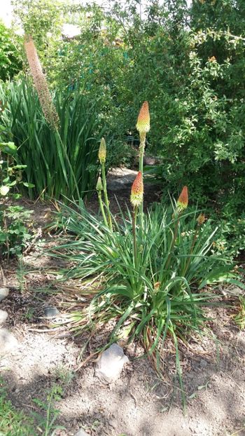 Kniphofia uvaria - Gradina si terasa PrimaLuce_7-Hello 2020