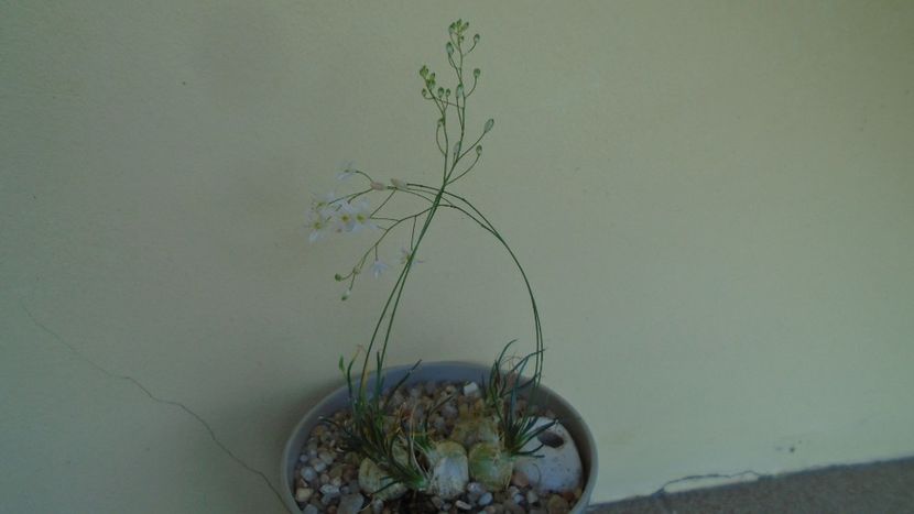 Ornithogalum sardienii - Caudiciforme - pachycaule si bulboase 2020
