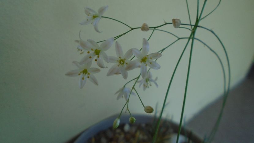 Ornithogalum sardienii - Caudiciforme - pachycaule si bulboase 2020