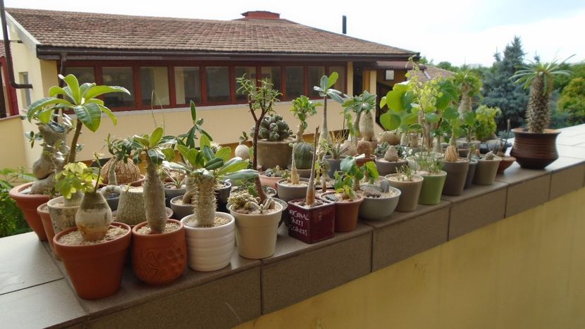 6 iun. 2020 - Afara la aer si la soare, inceput de sezon - Caudiciforme - pachycaule si bulboase 2020