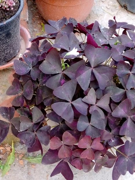 Oxalis triunghiularis - Oxalis 2020