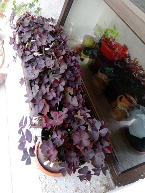 Oxalis zifandel - Oxalis 2020