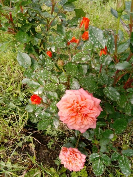 5 iunie - Trandafiri 2020