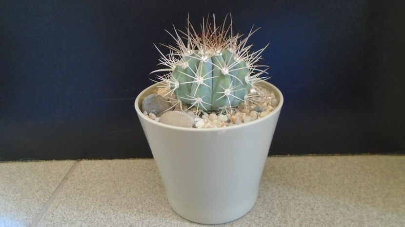 Melocactus azureus - Cactusi 2020 evolutie primavara