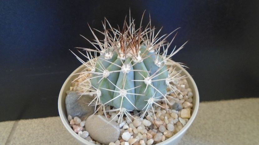 Melocactus azureus - Cactusi 2020 evolutie primavara