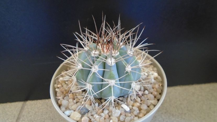 Melocactus azureus - Cactusi 2020 evolutie primavara