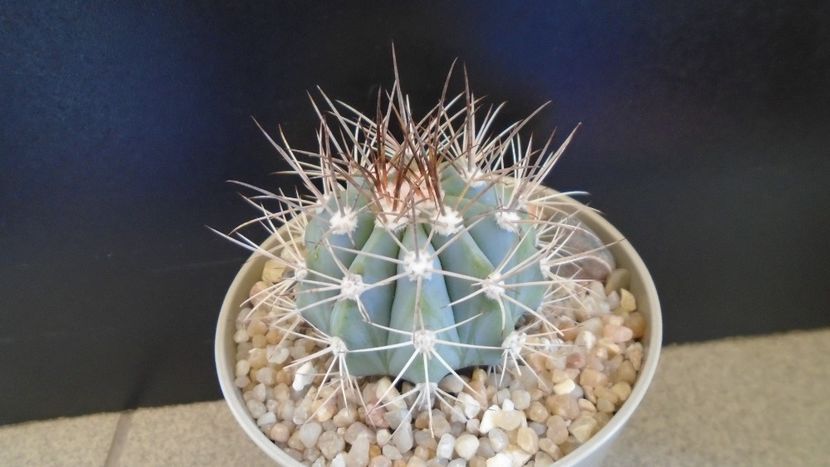 Melocactus azureus - Cactusi 2020 evolutie primavara