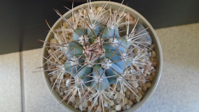 Melocactus azureus - Cactusi 2020 evolutie primavara