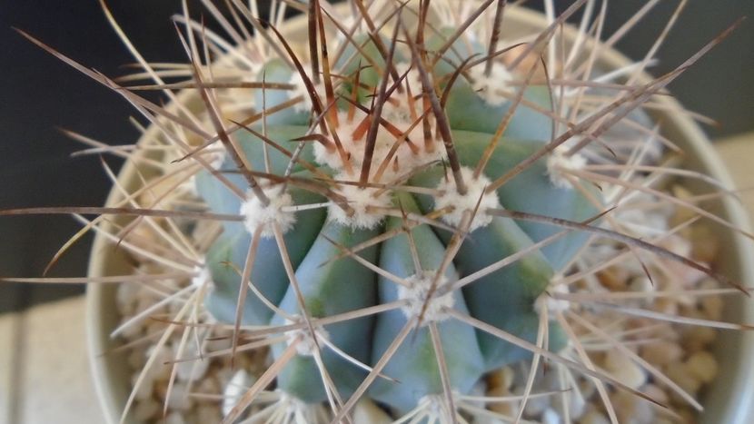Melocactus azureus - Cactusi 2020 evolutie primavara