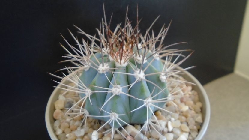 Melocactus azureus - Cactusi 2020 evolutie primavara