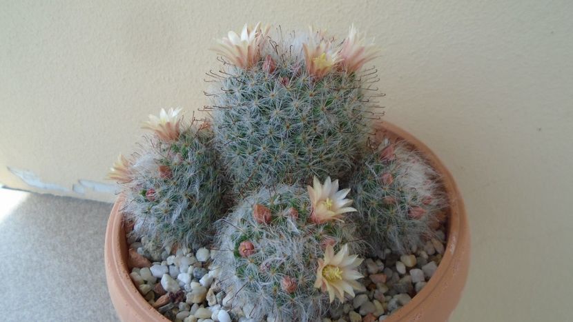 Mammillaria bocasana - Cactusi 2020 evolutie primavara