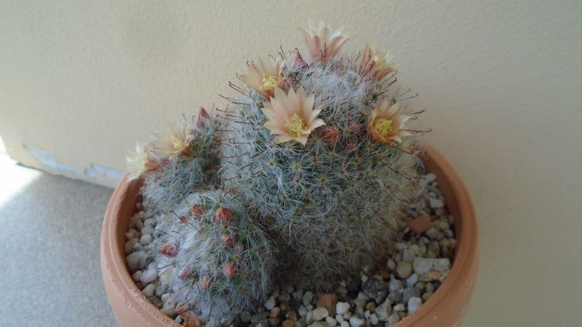 Mammillaria bocasana - Cactusi 2020 evolutie primavara