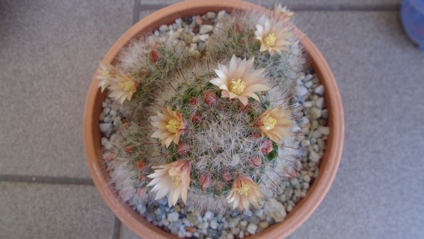 Mammillaria bocasana - Cactusi 2020 evolutie primavara