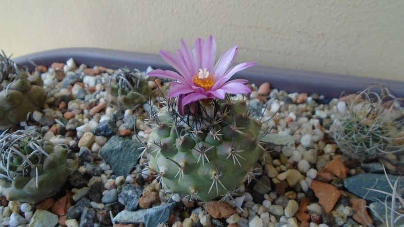 Turbinicarpus viereckii - Cactusi 2020 evolutie primavara
