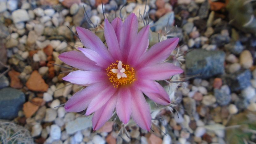 Turbinicarpus viereckii - Cactusi 2020 evolutie primavara