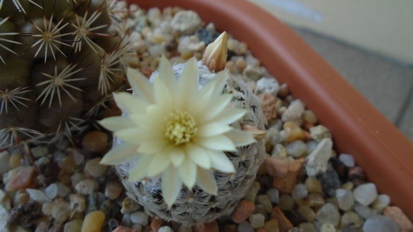 Mammillaria crinita ssp. duwei - Cactusi 2020 evolutie primavara