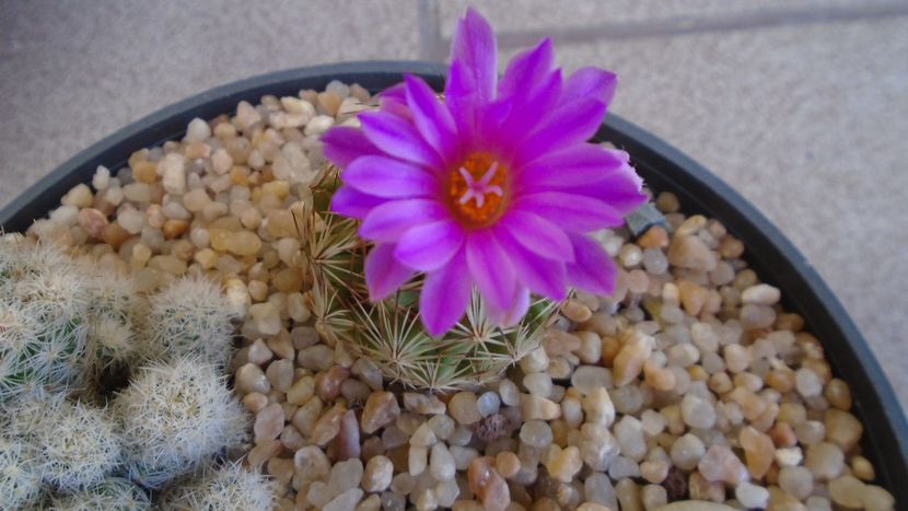 Escobaria hesteri - Cactusi 2020 evolutie primavara