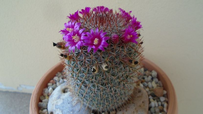 Mammillaria matudae - Cactusi 2020 evolutie primavara