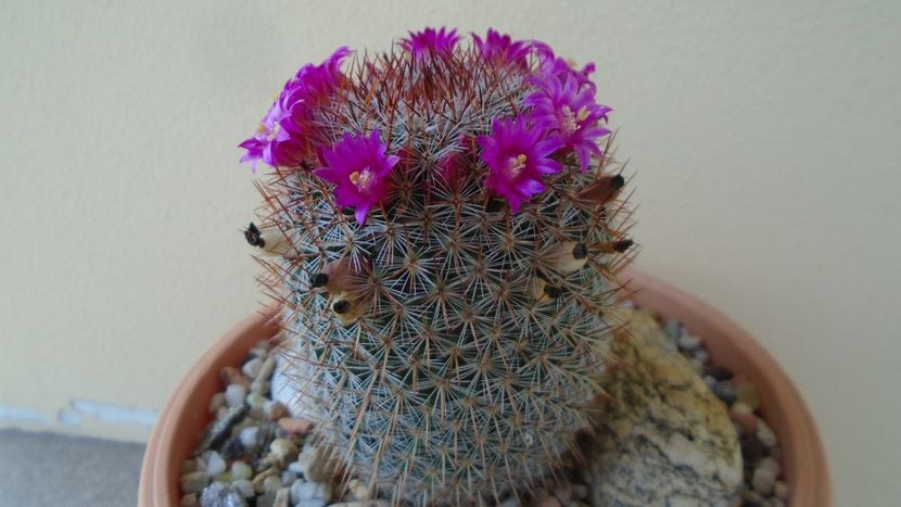 Mammillaria matudae - Cactusi 2020 evolutie primavara