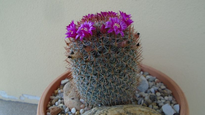 Mammillaria matudae - Cactusi 2020 evolutie primavara