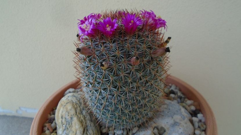Mammillaria matudae - Cactusi 2020 evolutie primavara