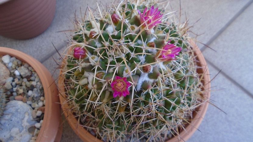 Mammillaria compressa - Cactusi 2020 evolutie primavara