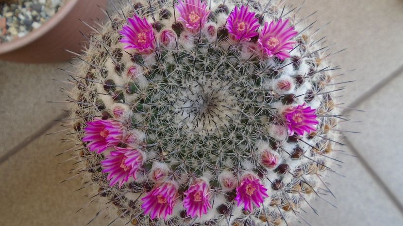 Mammillaria formosa ssp. chionocephala - Cactusi 2020 evolutie primavara