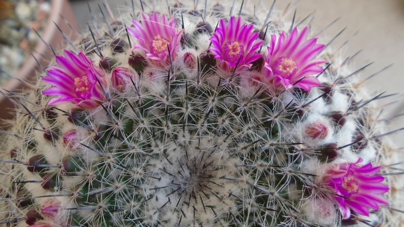 Mammillaria formosa ssp. chionocephala - Cactusi 2020 evolutie primavara