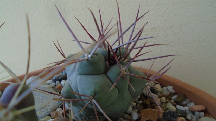 Thelocactus hexaedrophorus - Cactusi 2020 evolutie primavara