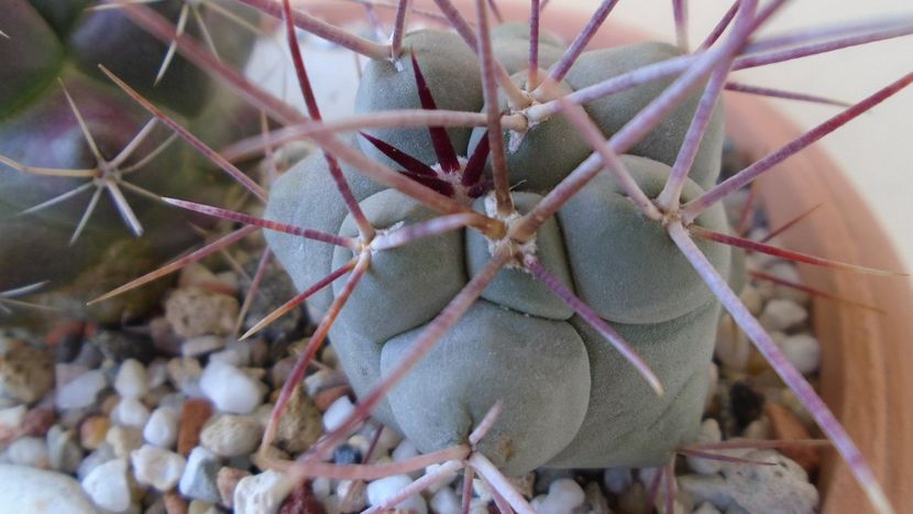 Thelocactus hexaedrophorus - Cactusi 2020 evolutie primavara