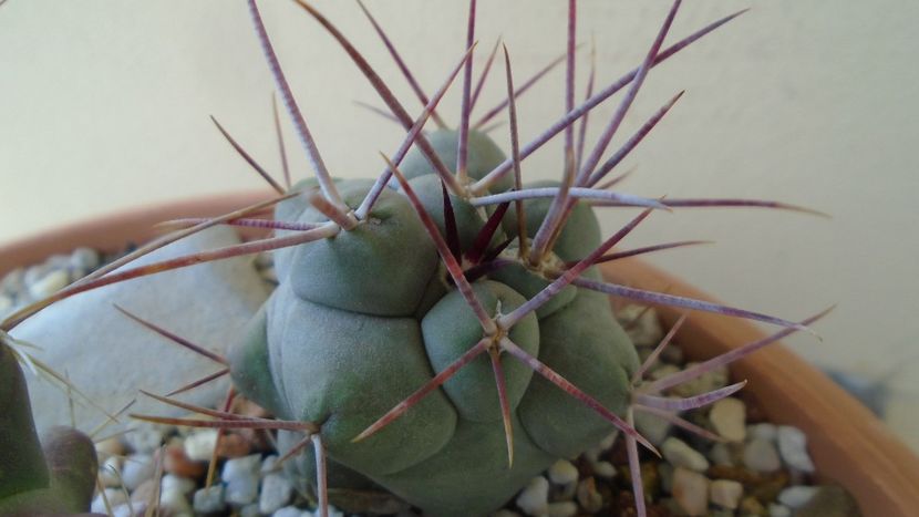 Thelocactus hexaedrophorus - Cactusi 2020 evolutie primavara