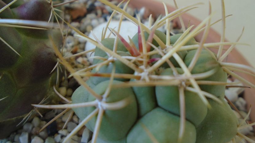 Thelocactus hexaedrophorus - Cactusi 2020 evolutie primavara