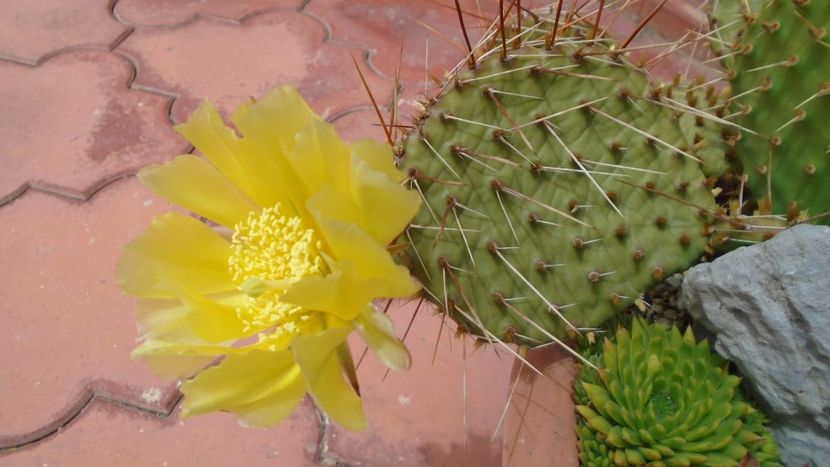 Opuntia phaeacantha - Cactusi 2020 evolutie primavara