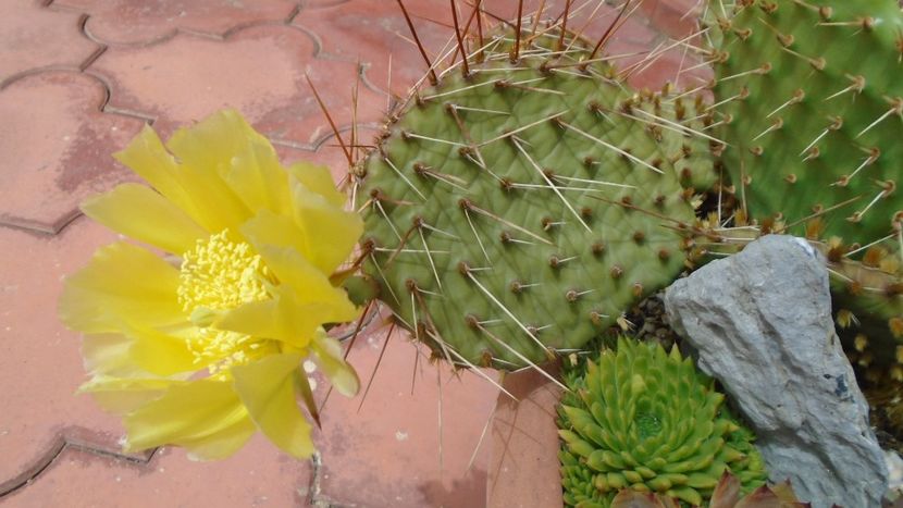 Opuntia phaeacantha - Cactusi 2020 evolutie primavara