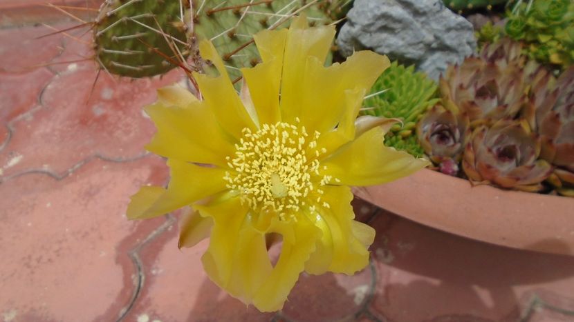 Opuntia phaeacantha - Cactusi 2020 evolutie primavara