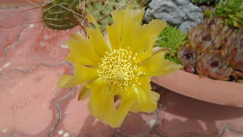 Opuntia phaeacantha - Cactusi 2020 evolutie primavara