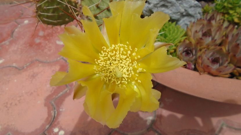Opuntia phaeacantha - Cactusi 2020 evolutie primavara