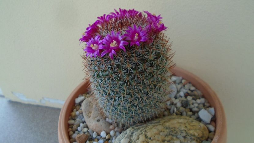 Mammillaria matudae - Cactusi 2020 evolutie primavara