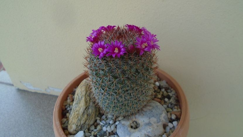 Mammillaria matudae - Cactusi 2020 evolutie primavara