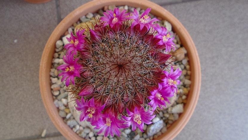 Mammillaria matudae - Cactusi 2020 evolutie primavara