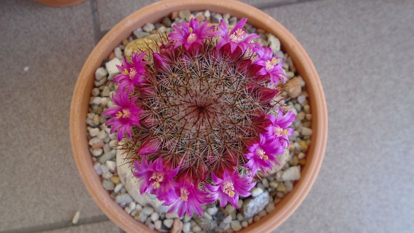 Mammillaria matudae - Cactusi 2020 evolutie primavara