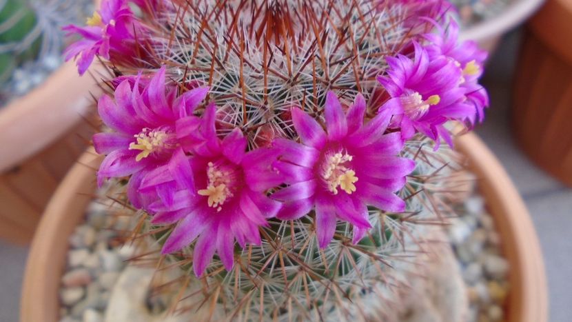 Mammillaria matudae - Cactusi 2020 evolutie primavara