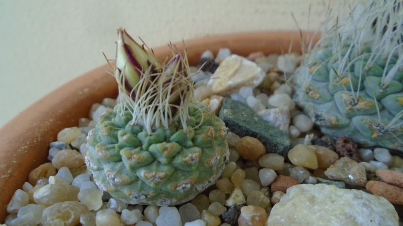 Strombocactus disciformis ssp. jarmillae, Jalpan Mx. - Cactusi 2020 evolutie primavara
