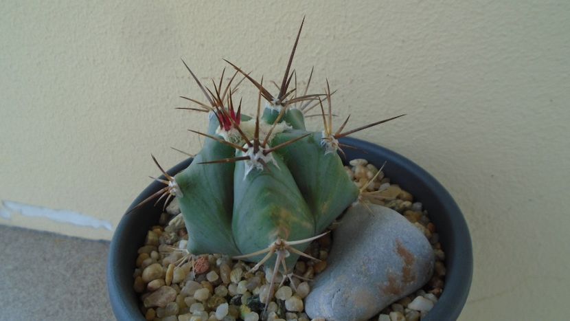 Echinocactus platyacanthus - Cactusi 2020 evolutie primavara