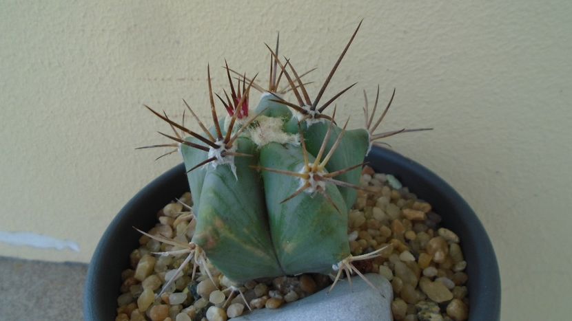 Echinocactus platyacanthus - Cactusi 2020 evolutie primavara
