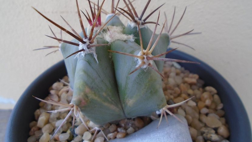 Echinocactus platyacanthus - Cactusi 2020 evolutie primavara